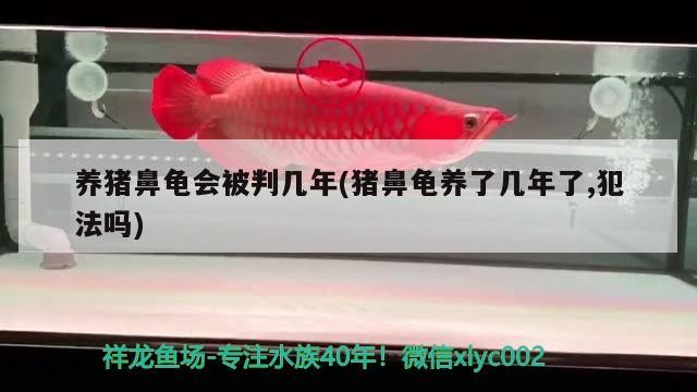 養豬鼻龜會被判幾年(豬鼻龜養了幾年了,犯法嗎)
