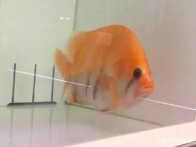 新版泰虎怎么來的：新版泰虎可能是通過老版泰虎和印尼虎的雜交產生的