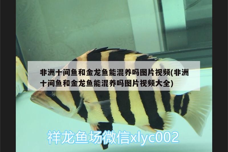 河池水族批發市場地址在哪里呀(河池市海鮮批發市場) 金龍魚百科 第3張 河池水族批發市場地址在哪里呀(河池市海鮮批發市場) 河池水族批發市場地址在哪里呀(河池市海鮮批發市場) 金龍魚百科 第3張