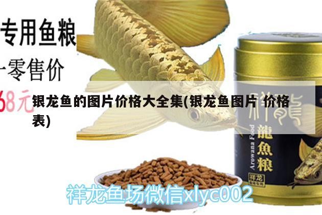 銀龍魚的圖片價格大全集(銀龍魚圖片價格表)