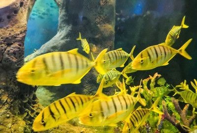 金龍魚熱帶魚怎么養 金龍魚熱帶魚怎么養 龍魚百科 第3張