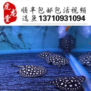 黑金魟魚專用飼料品牌排行：黑金魟魚專用飼料品牌口碑排行觀賞魚飼料用戶評價匯總
