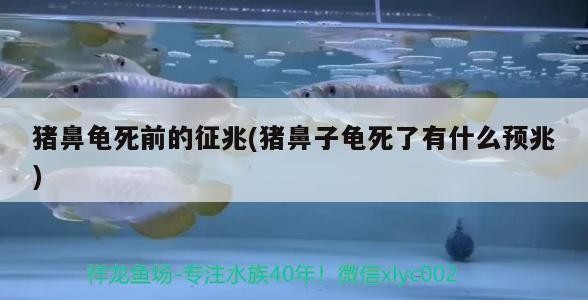 豬鼻龜死前的征兆(豬鼻子龜死了有什么預兆)