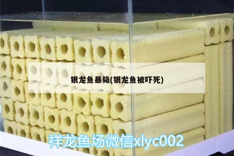 銀龍魚暴斃(銀龍魚被嚇死)