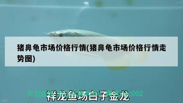 豬鼻龜市場(chǎng)價(jià)格行情(豬鼻龜市場(chǎng)價(jià)格行情走勢(shì)圖)