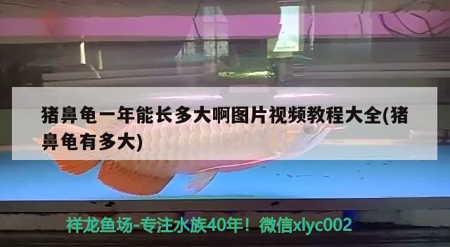 豬鼻龜一年能長(zhǎng)多大啊圖片視頻教程大全(豬鼻龜有多大)