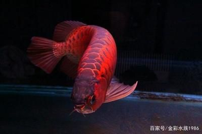 紅龍魚顏色淺了是什么原因造成的：紅龍魚顏色變淺可能是由多種因素引起