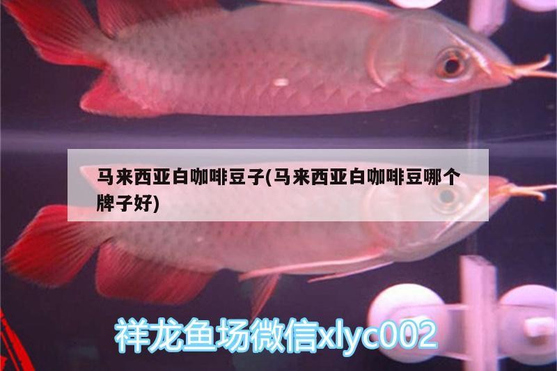 馬來西亞白咖啡豆子(馬來西亞白咖啡豆哪個牌子好)