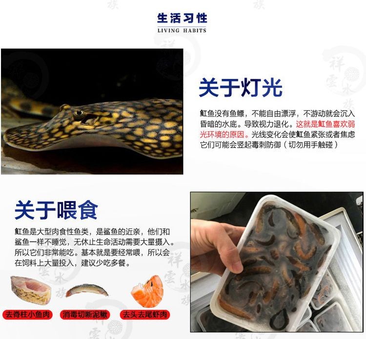 黑金魟魚飼料營養(yǎng)成分表：黑金魟魚飼料自制方法介紹[需手動(dòng)填充]黑金魟魚飼料自制方法介紹