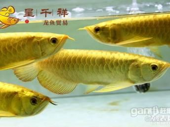 黑金魟魚飼料營養(yǎng)成分表：黑金魟魚飼料自制方法介紹[需手動(dòng)填充]黑金魟魚飼料自制方法介紹