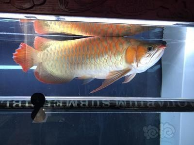 龍魚哪個品種價格最貴的魚：龍魚哪個品種價格最貴