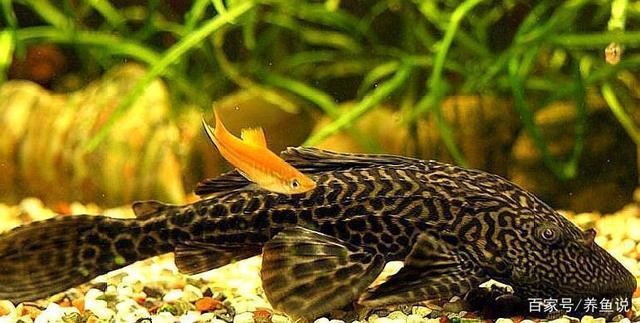 給大魚缸換水的作文:體驗給大魚缸換水的樂趣:體驗給大魚缸換水:給大魚缸換水的作文 深圳奧博特科技有限公司是外包公司嗎知乎(深圳奧博特科技有限公司是外包公司嗎知乎) 博特水族 深圳奧博特科技有限公司是外包公司嗎知乎(深圳奧博特科技有限公司是外包公司嗎知乎) 深圳奧博特科技有限公司是外包公司嗎知乎(深圳奧博特科技有限公司是外包公司嗎知乎) 博特水族