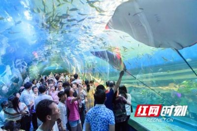 益陽水族館vs祥龍魚場（益陽水族館與祥龍魚場的區別）