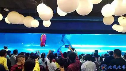 益陽水族館vs祥龍魚場（益陽水族館與祥龍魚場的區別）