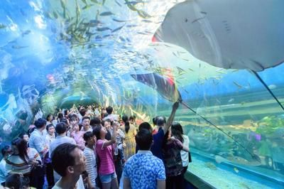 益陽水族館vs祥龍魚場（益陽水族館與祥龍魚場的區別）