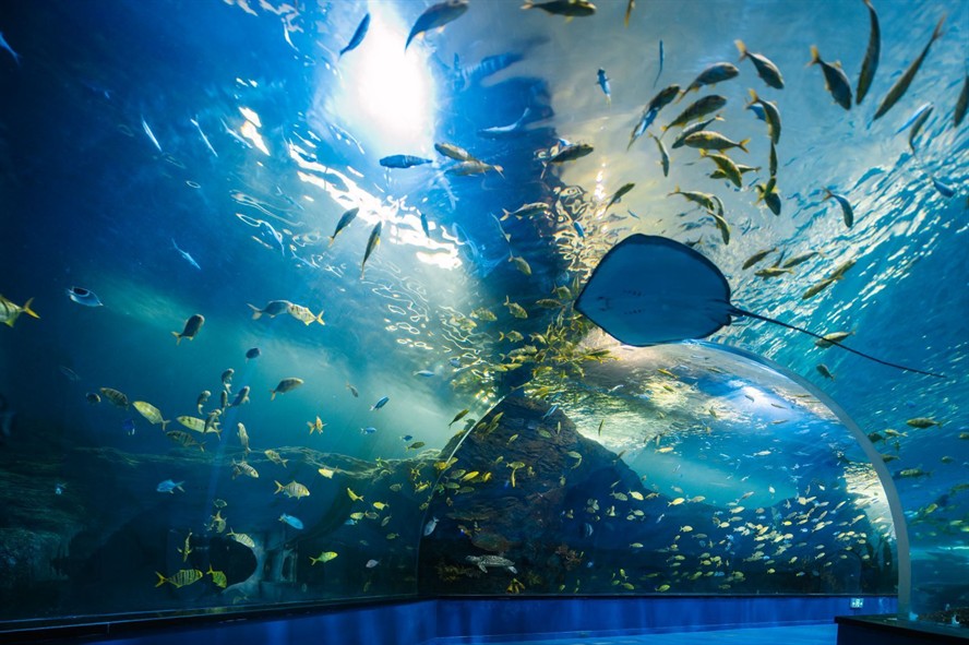 益陽水族館vs祥龍魚場（益陽水族館與祥龍魚場的區別）