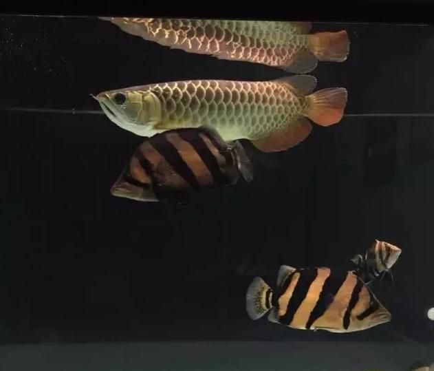 泰虎好不好養(yǎng)活呀視頻：泰虎好養(yǎng)活嗎？