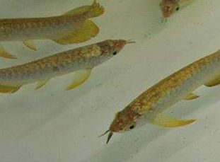 龍魚有一片鱗翹起怎么回事vs祥龍魚場(chǎng)：如何判斷龍魚健康狀態(tài)
