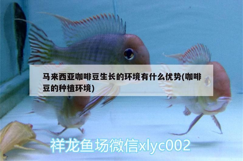 頂級辣椒紅龍的價格是多少，辣椒紅龍的價格一般多少錢？