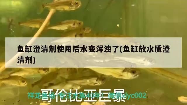 龍魚爛尾怎么治療最快vs祥龍魚場：如何最快治療龍魚爛尾