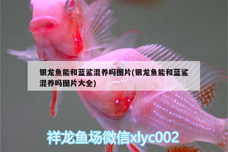 銀龍魚能和藍鯊混養嗎圖片(銀龍魚能和藍鯊混養嗎圖片大全)