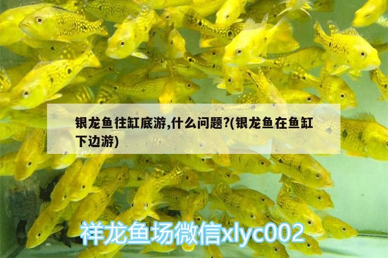 銀龍魚往缸底游,什么問題?(銀龍魚在魚缸下邊游) 銀龍魚往缸底游,什么問題?(銀龍魚在魚缸下邊游) 銀龍魚百科