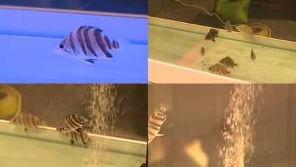 虎魚不吃小魚怎么辦：\"虎魚不吃小魚怎么辦\"