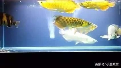 虎魚不吃小魚怎么辦：\"虎魚不吃小魚怎么辦\"