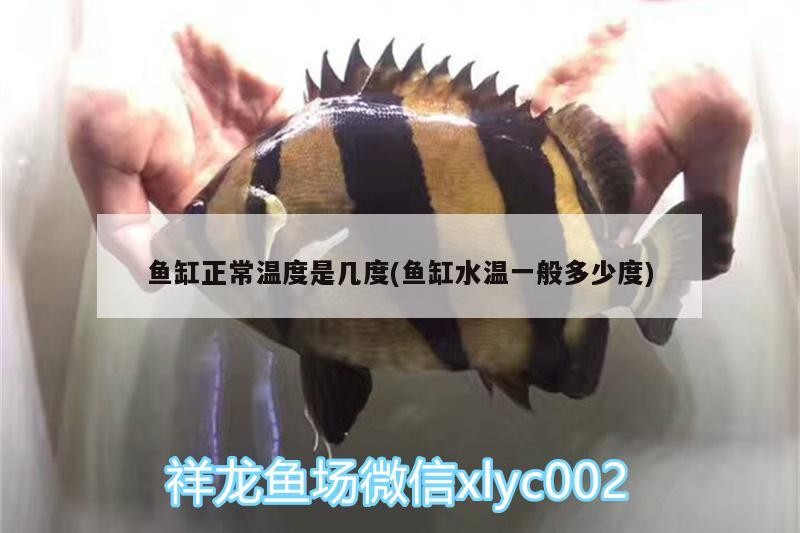 魚缸正常溫度是幾度(魚缸水溫一般多少度)