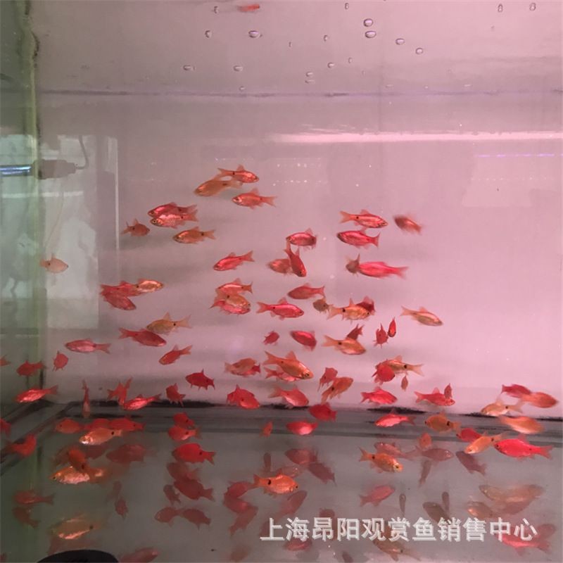 觀賞魚種類價格（熱帶觀賞魚價格及其價格范圍：熱帶觀賞魚的養護秘籍）