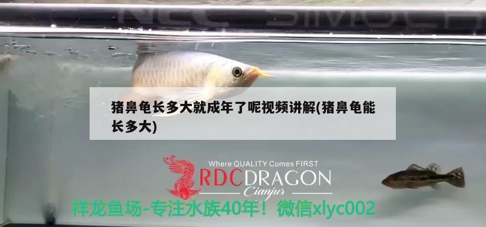 豬鼻龜長多大就成年了呢視頻講解(豬鼻龜能長多大)