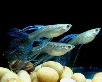 魟魚可以混養什么魚：適合與魟魚混養的魚種推薦，[需手動填充]魚可以混養什么魚