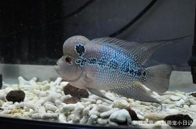 魟魚可以混養什么魚：適合與魟魚混養的魚種推薦，[需手動填充]魚可以混養什么魚