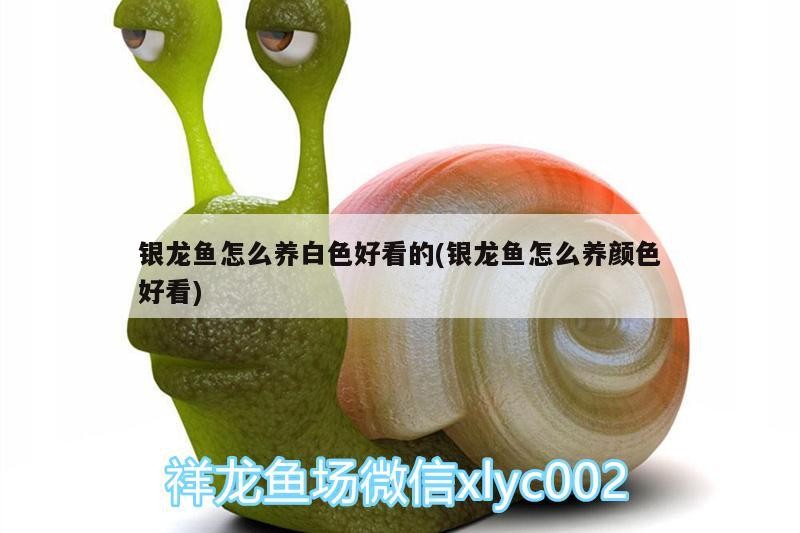 銀龍魚怎么養白色好看的(銀龍魚怎么養顏色好看)