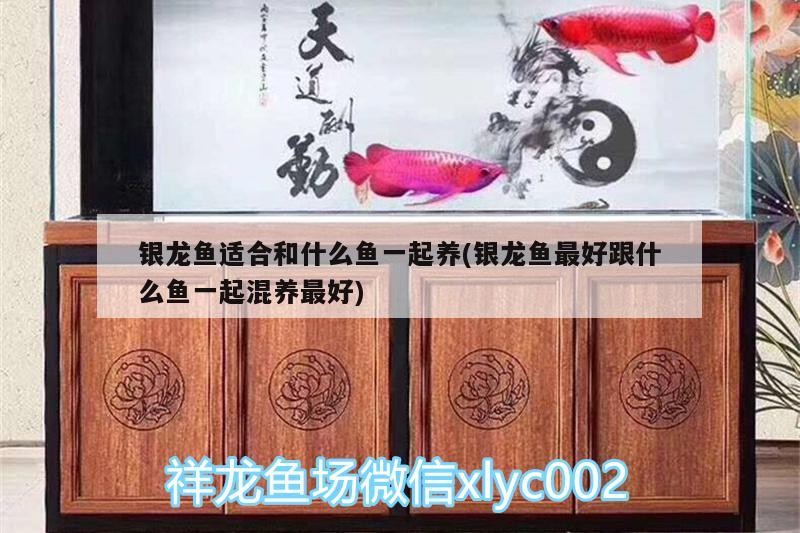 銀龍魚適合和什么魚一起養(銀龍魚最好跟什么魚一起混養最好)