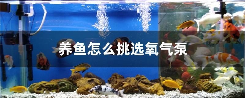 養魚怎么挑選氧氣泵