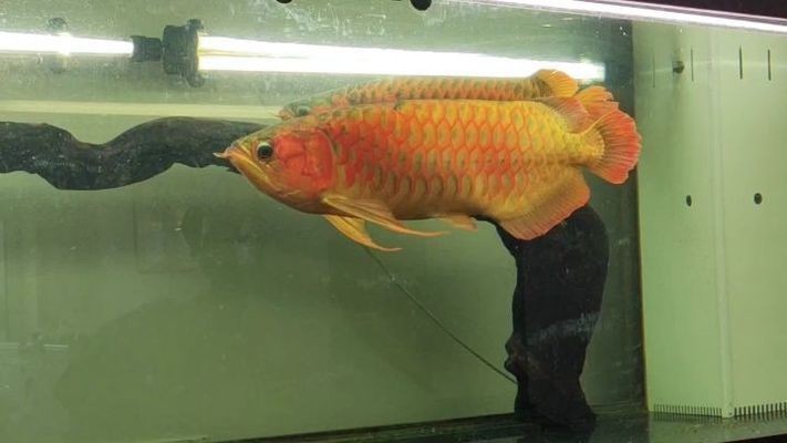 萬(wàn)吉紅龍魚(yú)發(fā)色：萬(wàn)吉紅龍魚(yú)發(fā)色影響因素分析萬(wàn)吉紅龍魚(yú)發(fā)色影響因素