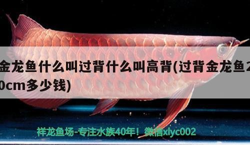 金龍魚什么叫過背什么叫高背(過背金龍魚20cm多少錢)