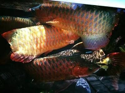 龍魚爛尾巴怎么治療最好呢vs祥龍魚場：龍魚爛尾巴的治療方法和預防措施龍魚水質管理技巧 龍魚爛尾巴怎么治療最好呢vs祥龍魚場：龍魚爛尾巴的治療方法和預防措施龍魚水質管理技巧 vs祥龍魚場 第1張