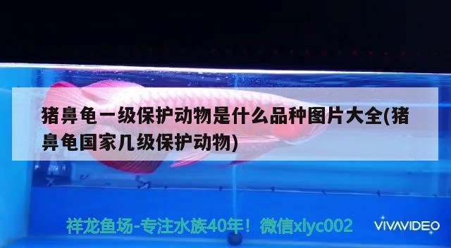 豬鼻龜一級保護動物是什么品種圖片大全(豬鼻龜國家幾級保護動物)