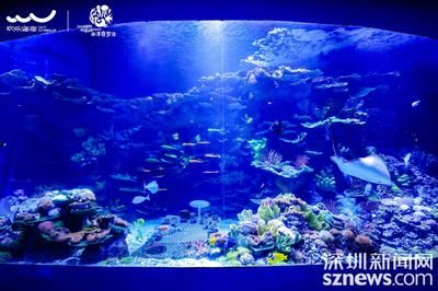 2024廣州國際寵物水族展：2024廣州國際寵物水族展覽會報告
