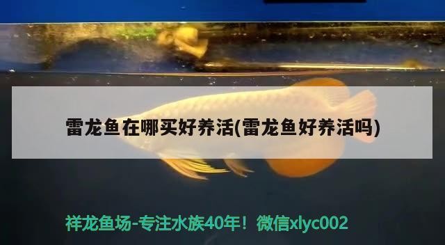 雷龍魚在哪買好養活(雷龍魚好養活嗎)