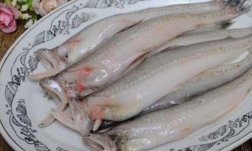 龍魚有營養嗎百度百科vs祥龍魚場：祥龍魚場龍魚品種介紹 龍魚有營養嗎百度百科vs祥龍魚場：祥龍魚場龍魚品種介紹 vs祥龍魚場 第2張