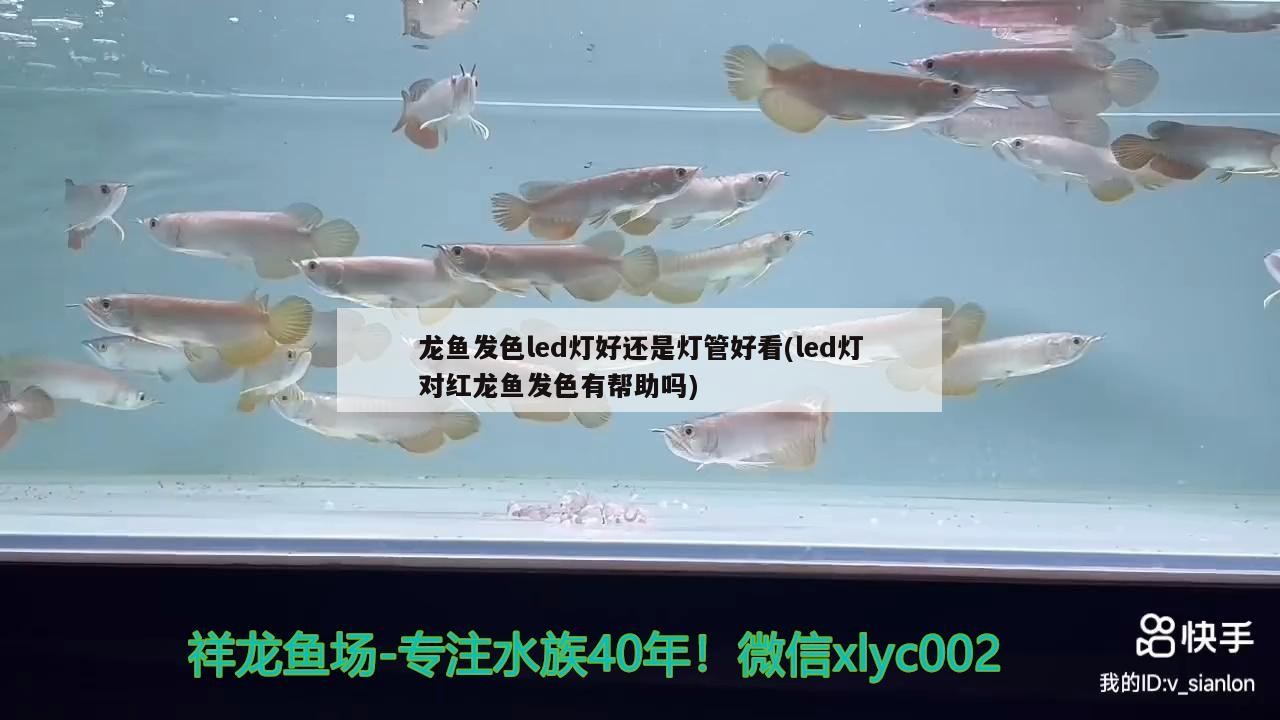 龍魚發色led燈好還是燈管好看(led燈對紅龍魚發色有幫助嗎)