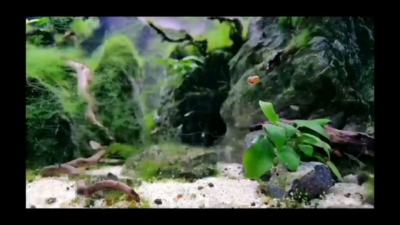 不戴的玉放在魚(yú)缸里行嗎（玉不戴的時(shí)候可以放在水里養(yǎng)著嗎?）