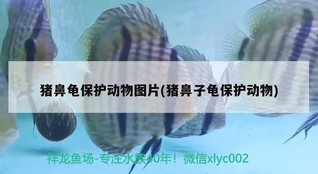 豬鼻龜保護動物圖片(豬鼻子龜保護動物)