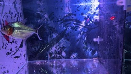 虎魚變黑了還能變黃嗎：虎魚變黑后還能變黃嗎