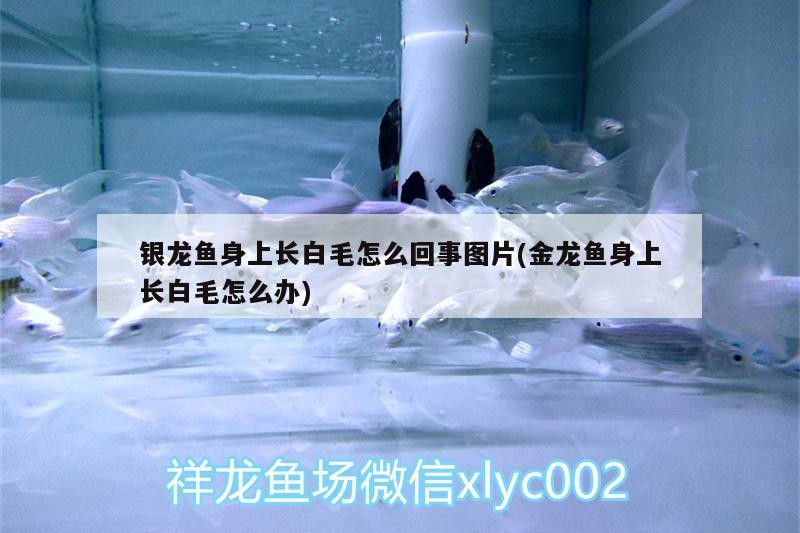 銀龍魚(yú)身上長(zhǎng)白毛怎么回事圖片(金龍魚(yú)身上長(zhǎng)白毛怎么辦)
