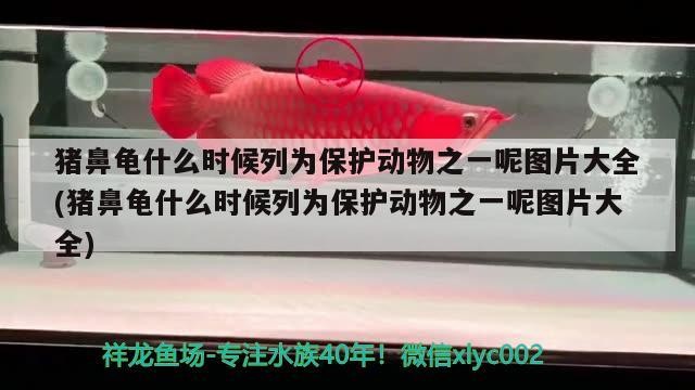 豬鼻龜什么時候列為保護動物之一呢圖片大全(豬鼻龜什么時候列為保護動物之一呢圖片大全) 豬鼻龜什么時候列為保護動物之一呢圖片大全(豬鼻龜什么時候列為保護動物之一呢圖片大全) 豬鼻龜百科
