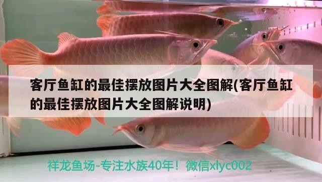 客廳魚缸的最佳擺放圖片大全圖解(客廳魚缸的最佳擺放圖片大全圖解說明)